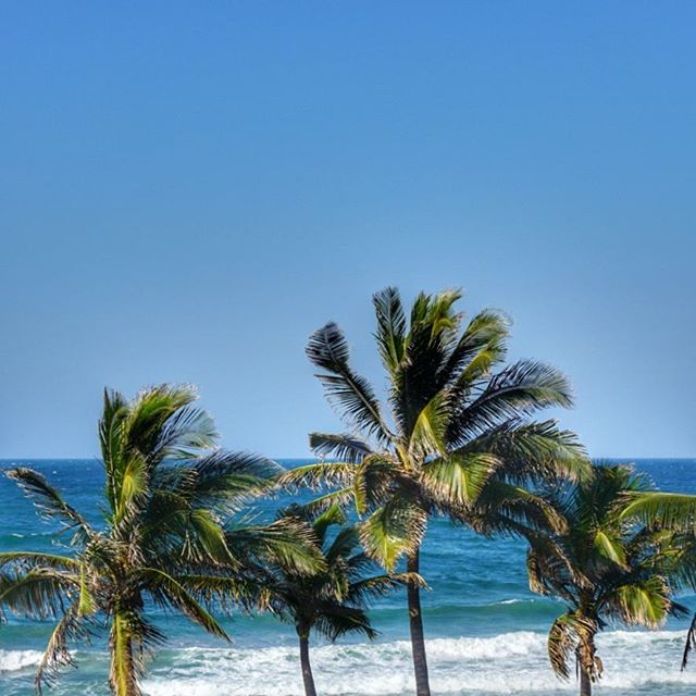 Sun, sea and palm trees ♡ 🍍👙💚
.
.
.
.
#meetsouthafrica #exploremore #thisissouthafrica #visitsouthafrica #wanderess #wearethewild #keepitwild #optoutside #nakedplanet #earthspirit #adventureseeker #durban #hellodurban 
#athomeintheworld #mypixeldiary #lifewelltraveled
#thevisualcollective #livelovetheworld #tripcollector #lifewelltraveled
#girlswhotravel #sheisnotlost 
#globelletravels
#viewfromhere #lppathfinders 
#suitcasetravels