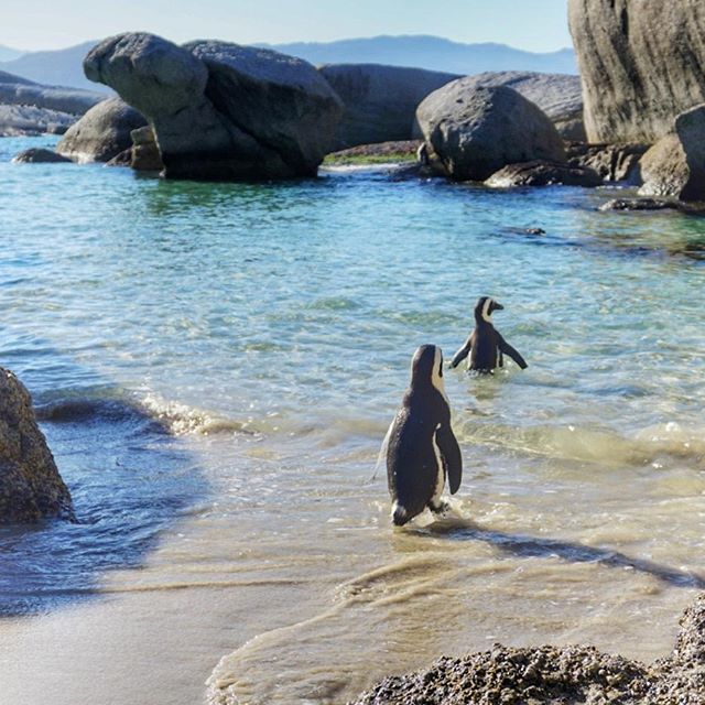 Just waddling through life 🐧
.
.
. 
#penguins #wildlife #beach #inthewild #bouldersbeach #southafrica #cityofcapetown #capetown #CapeTownGuide 
#wonderlustcapetown #lovecapetown #capetownetc #instagramcapetown #capetownmag #igerscapetown #amazingcapetown #meetsouthafrica #thisissouthafrica #visitsouthafrica #instagram_sa #wowsouthafrica #southafricaza
#optoutside #nakedplanet #earthspirit #adventureseeker 
#suitcasetravels #intravelist #travelinspiration