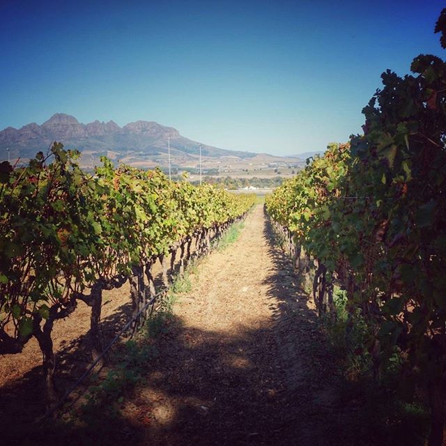 Oh Stellenbosch, how I loved your lovely wines... I loved your reds, I loved your whites, I loved your roses 😍🍷🌹 We had an amazing day with @winefliestours- cheese, chocolate, biltong, lots of wine AND a sing song in the car home (of course!) It was pretty much as perfect as a travel day can get!
#spons #stellenbosch #capetown #southafricaza